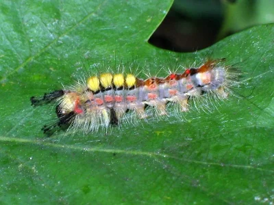 Orgyia (Orgyia) antiqua