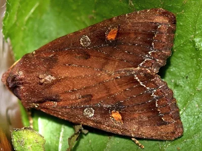 Lacanobia (Diataraxia) oleracea