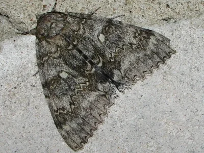 Catocala fraxini