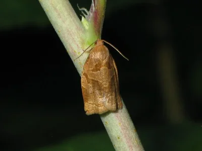 Archips rosana