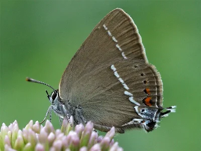 Satyrium (Strymonidia) spini