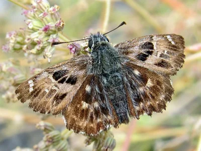 Carcharodus alceae