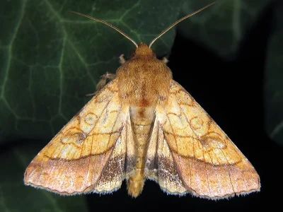Pyrrhia umbra