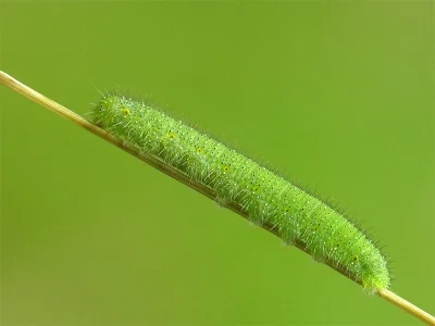Pieris (Artogeia) napi
