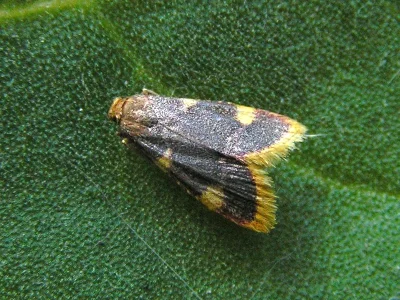 Hypsopygia costalis