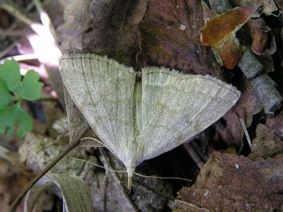 Pechipogo (Pechipogo) strigilata