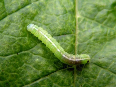 Lithophane (L.) socia