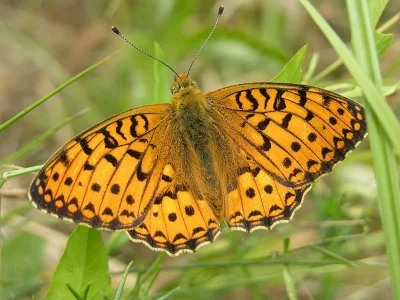 Argynnis (Speyeria) aglaja