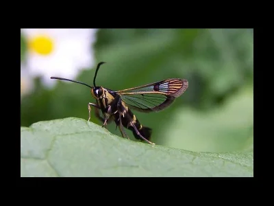 Synanthedon tipuliformis
