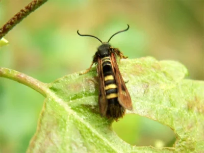 Pennisetia hylaeiformis