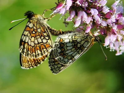 Melitaea (Mellicta) athalia