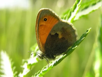 Coenonympha pamphilus