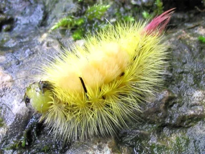 Calliteara pudibunda