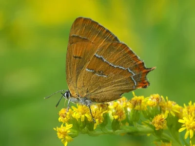 Thecla betulae