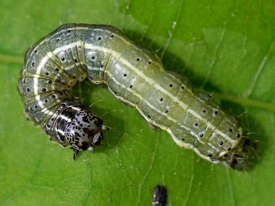 Orthosia (Monima) cruda