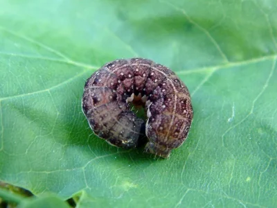 Agrochola (Leptologia) lota