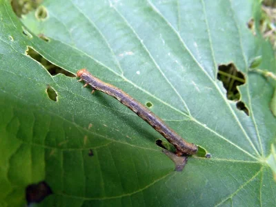 Agriopis aurantiaria