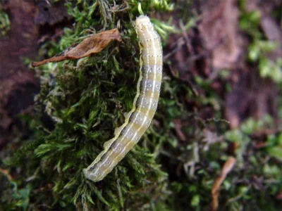 Cosmia (Calymnia) trapezina