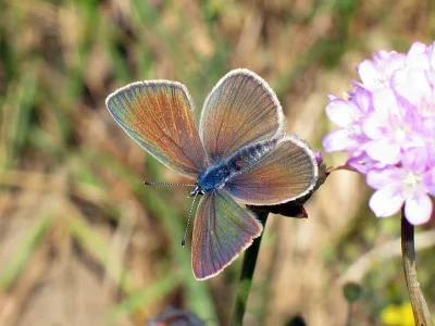 Cyaniris semiargus
