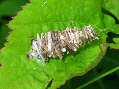 Megalophanes viciella