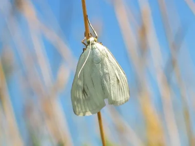 Sitochroa palealis