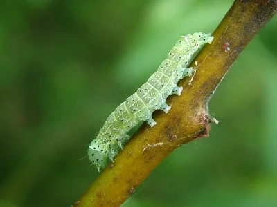 Orthosia (Monima) cerasi