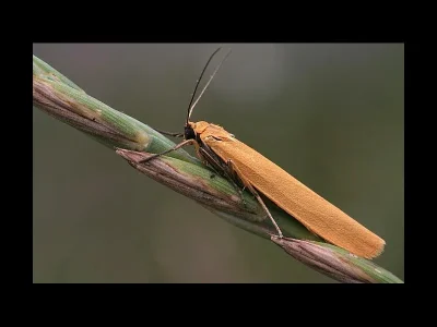 Eilema (Manulea) lutarella