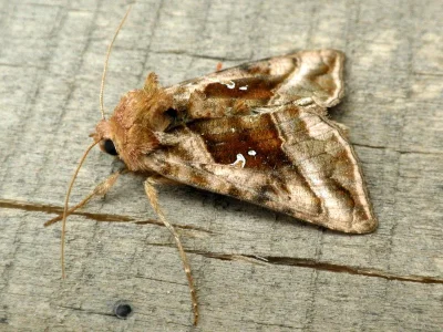 Autographa jota