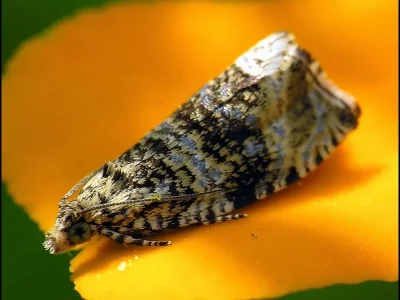 Syricoris lacunana