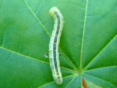 Ptilophora plumigera