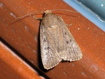 Amphipyra (Amphipyra) tragopoginis
