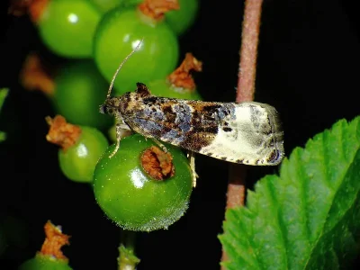 Hedya nubiferana