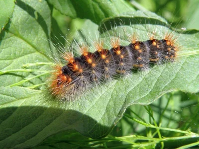 Acronicta (Viminia) auricoma