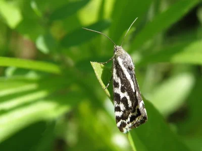 Acontia (Emmelia) trabealis