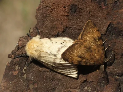 Lymantria (Porthetria) dispar