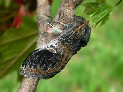 Notodonta tritophus