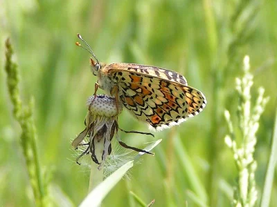 Melitaea cinxia