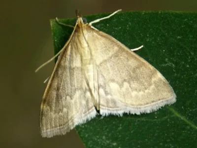 Anania fuscalis