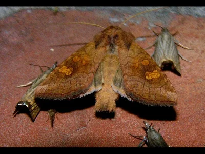 Amphipoea oculea