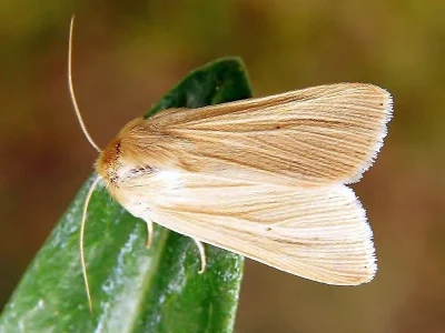 Mythimna (Mythimna) pallens