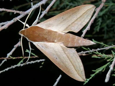 Theretra alecto