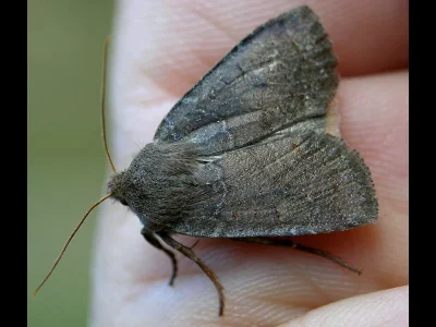 Conistra (Conistra) ligula