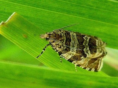 Syricoris rivulana