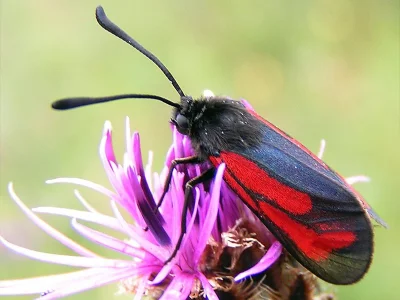 Zygaena (Mesembrynus) purpuralis