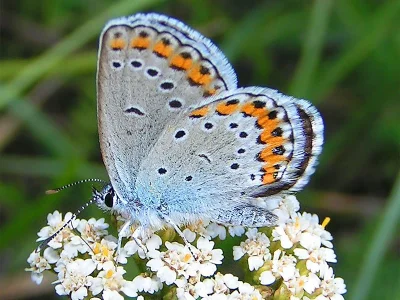 Plebejus (Lycaeides) argyrognomon