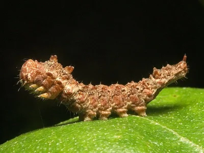 Falcaria lacertinaria