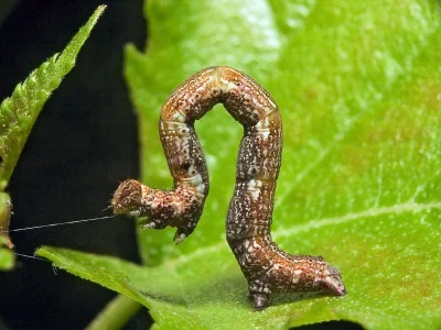 Cyclophora (C.) albipunctata