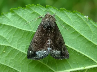 Hypena (Bomolocha) crassalis