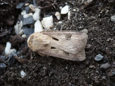 Agrotis (Agrotis) exclamationis
