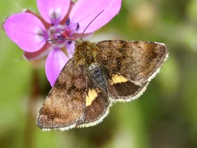 Panemeria tenebrata